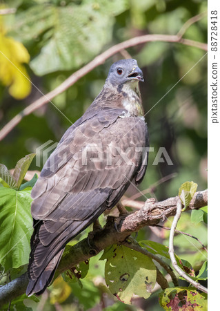 Image of oriental honey buzzard bird on a tree branch on nature background. Hawk. Animals. 88728418