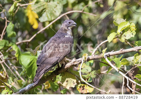 Image of oriental honey buzzard bird on a tree branch on nature background. Hawk. Animals. Image of oriental honey buzzard bird on a tree branch on nature background. Hawk. Animals. 88728419