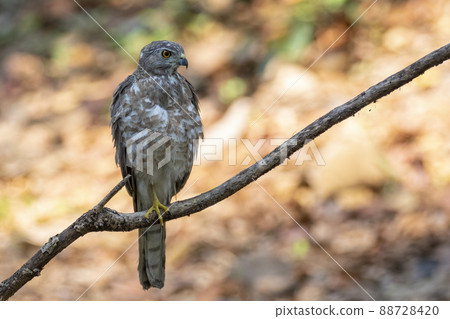 Image of Shikra Bird ( Accipiter badius) on a tree branch on nature background. Hawk. Animals. Image of Shikra Bird ( Accipiter badius) on a tree branch on nature background. Hawk. Animals. 88728420