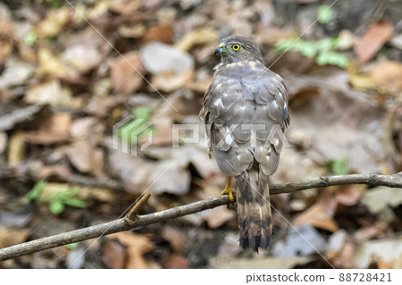 Image of Shikra Bird ( Accipiter badius) on a tree branch on nature background. Hawk. Animals. 88728421
