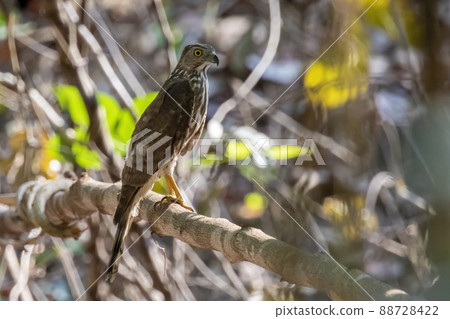 Image of Shikra Bird ( Accipiter badius) on a tree branch on nature background. Hawk. Animals. 88728422
