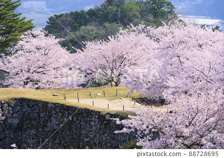 Takeda Castle Ruins in full bloom 88728695