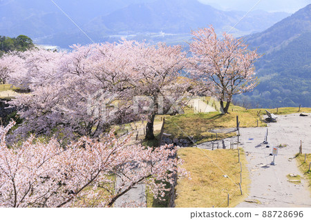 Takeda Castle Ruins in full bloom 88728696