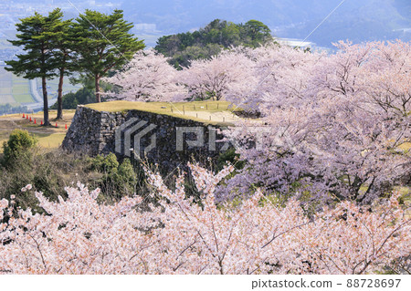 Takeda Castle Ruins in full bloom 88728697