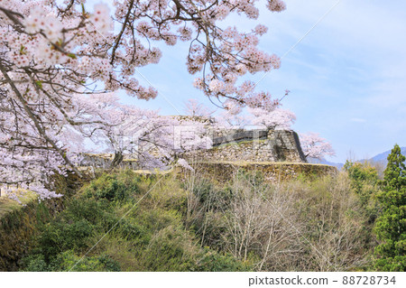 盛開的武田城跡 盛開的武田城跡 88728734