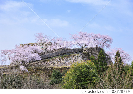 盛開的武田城跡 盛開的武田城跡 88728739