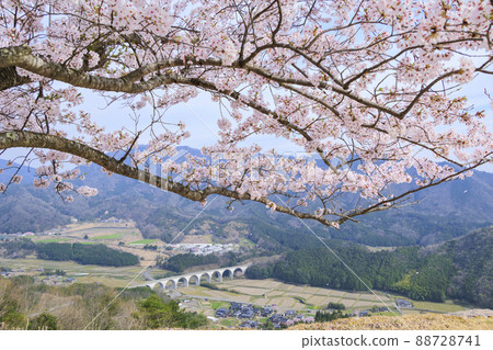 盛開的武田城跡 盛開的武田城跡 88728741