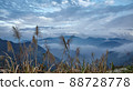 Big cereal herbs on background cloudy sky and mountain n Alishan mountain in Taiwan 88728778