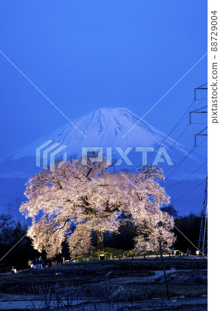 櫻花萬塚和富士山點亮 88729004