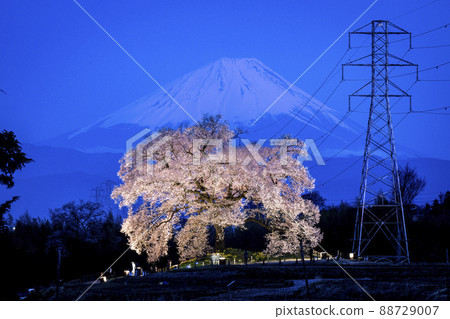 Sakura Wanitsuka and Mt. Fuji illuminated 88729007