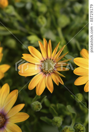 African daisy 88729179