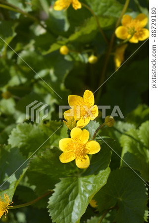 Marsh Marigold Marsh Marigold 88729180