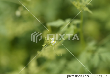 Balloon vine 88729184