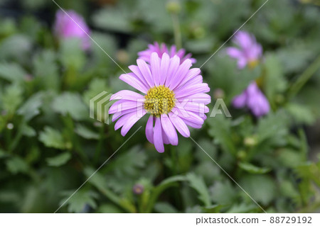 Swan River Daisy Fresco Candy 88729192