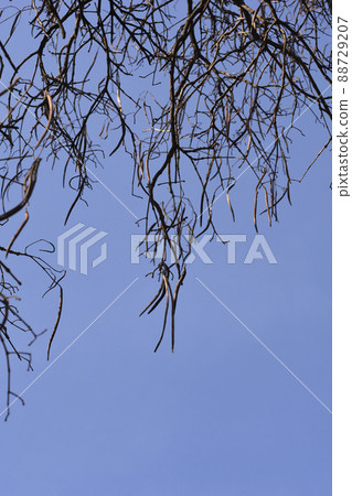 Common catalpa Common catalpa 88729207