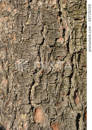 Eastern white pine Eastern white pine 88729208