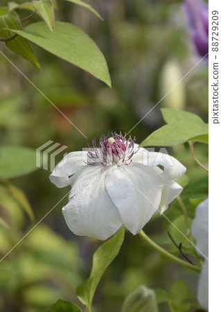 Clematis Miss Bateman Clematis Miss Bateman 88729209