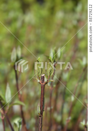 Deutzia Mont Rose Deutzia Mont Rose 88729212