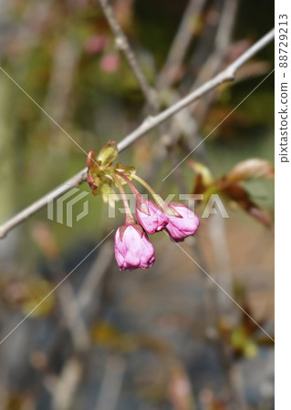 Japanese flowering cherry Kanzan Japanese flowering cherry Kanzan 88729213