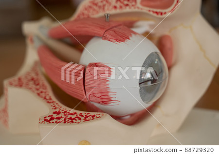 Close-up of an anatomical plastic model of the human eye.  88729320