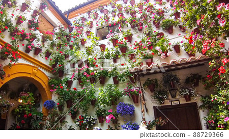 Potted plants on the wall of the Patio Festival in Cordoba la fiesta de los patios 88729366