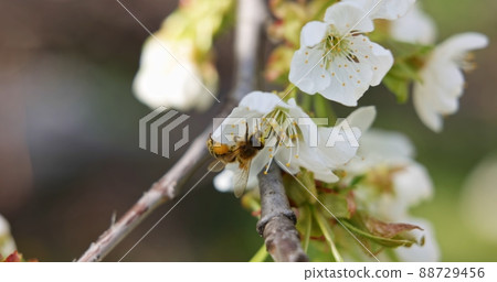 Honey-bee pollinating flower at spring 88729456