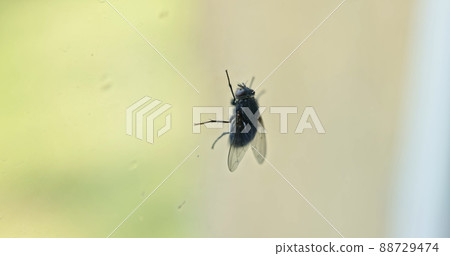 Housefly over transparent background closeup Housefly over transparent background closeup 88729474