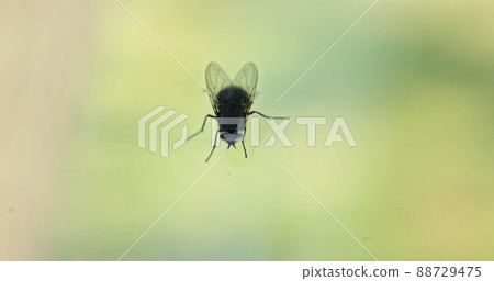 Housefly over transparent background closeup Housefly over transparent background closeup 88729475