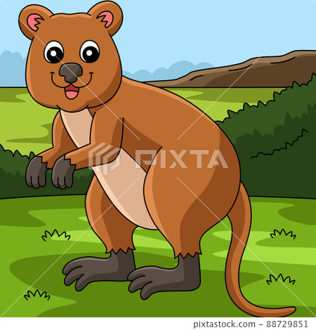 Quokka Animal Colored Cartoon Illustration Quokka Animal Colored Cartoon Illustration 88729851