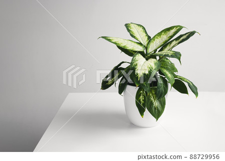 Dieffenbachia or Dumb cane young plant in a white flower pot on a white table 88729956