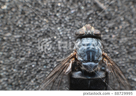 Extremely close-up of a dead fly covered with dust particles. Shallow depth of field dead insects 88729995