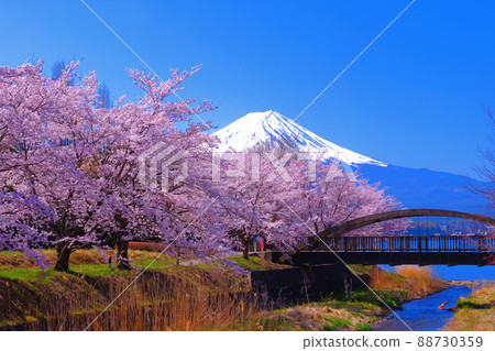 20220412 Cherry blossom trees and Mt. Fuji on the north shore of Lake Kawaguchi 88730359