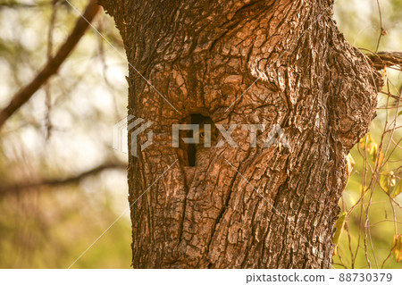 spotted owlet or Athene brama stalking from nest or in hollow tree trunk at ranthambore national park rajasthan india 88730379