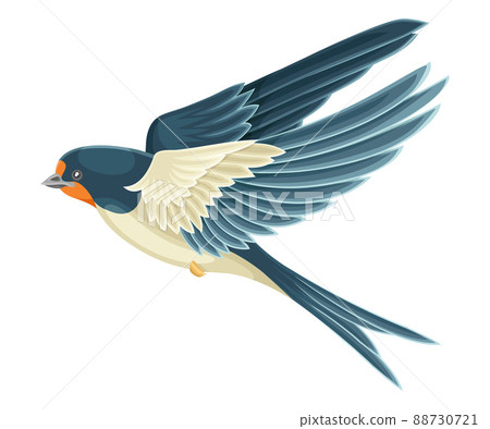 Swallow or Martin Passerine Bird with Long Tail and Pointed Wings Flying or Gliding Vector Illustration Swallow or Martin Passerine Bird with Long Tail and Pointed Wings Flying or Gliding Vector Illustration 88730721
