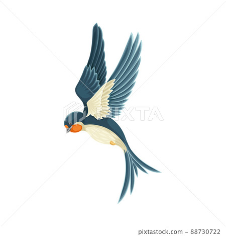 Swallow or Martin Passerine Bird with Long Tail and Pointed Wings Flying or Gliding Vector Illustration Swallow or Martin Passerine Bird with Long Tail and Pointed Wings Flying or Gliding Vector Illustration 88730722