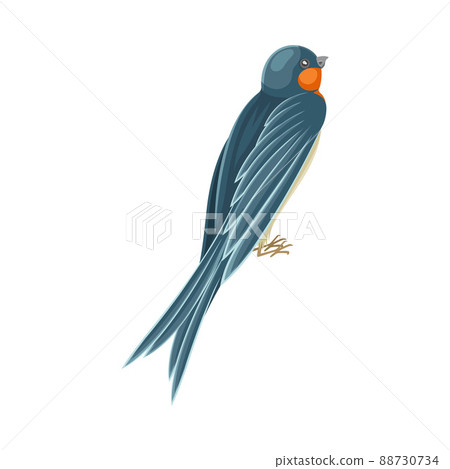 Swallow or Martin Passerine Bird with Long Tail and Pointed Wings Sitting or Perching Vector Illustration Swallow or Martin Passerine Bird with Long Tail and Pointed Wings Sitting or Perching Vector Illustration 88730734
