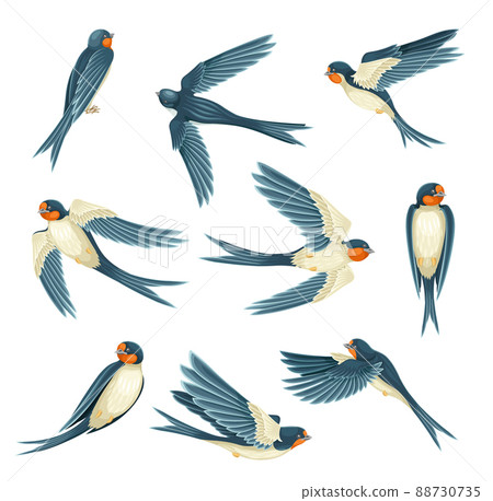 Swallow or Martin Passerine Bird with Long Tail and Pointed Wings Flying and Gliding Vector Set 88730735