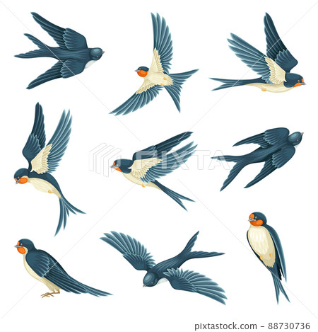 Swallow or Martin Passerine Bird with Long Tail and Pointed Wings Flying and Gliding Vector Set Swallow or Martin Passerine Bird with Long Tail and Pointed Wings Flying and Gliding Vector Set 88730736
