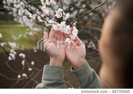Close-up of female hands holding a branch of a blossoming apricot fruit tree standing in a garden plot. Blooming trees on an early spring day Close-up of female hands holding a branch of a blossoming apricot fruit tree standing in a garden plot. Blooming trees on an early spring day 88730880