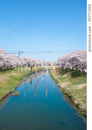 [Kirameki Road Nakagawa] Carp streamers and rows of cherry blossom trees 2022 88731008