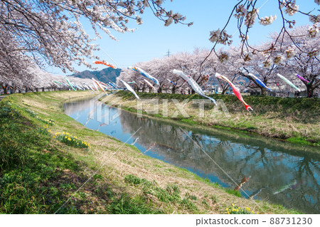 [Kirameki Road Nakagawa] Carp streamers and rows of cherry blossom trees 2022 88731230