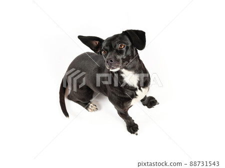 obedient small dog on white isolated background 88731543