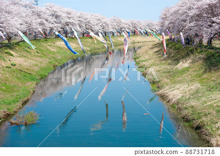 [Kirameki Road Nakagawa] Carp streamers and rows of cherry blossom trees 2022 88731718