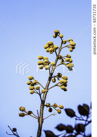 泡桐果（冬季） 88731738