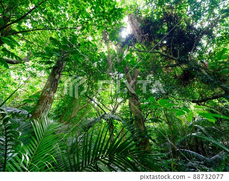 Jungle of Ishigakijima 88732077