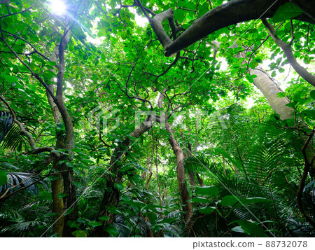 Jungle of Ishigakijima Jungle of Ishigakijima 88732078