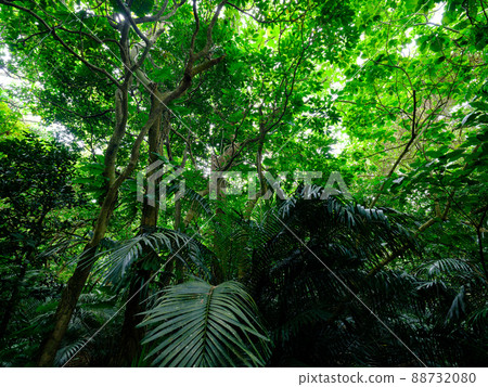 Jungle of Ishigakijima 88732080