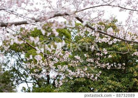 櫻花在公園裡 88732089