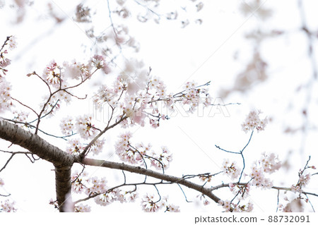 公園裡的櫻花預示著春天的到來 88732091