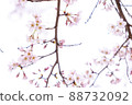 櫻花 88732092